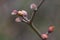 Fragrant winter hazel Corylopsis sinensis f. veitchiana